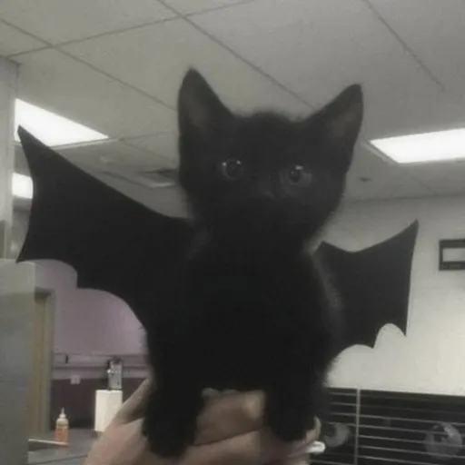 creator Noah_woods's avatar