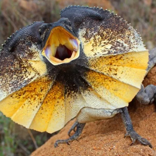 creator lizard30130's avatar