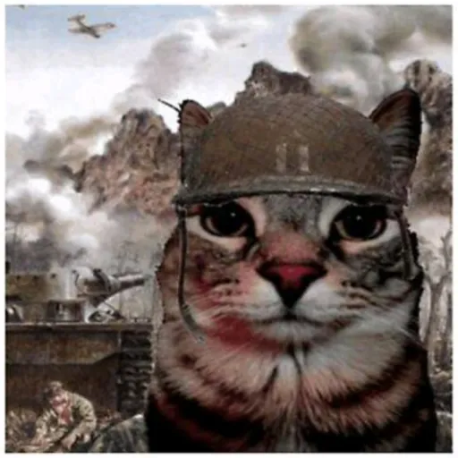 creator un gato:w's avatar