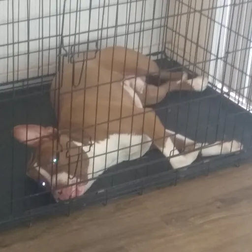 creator lola=meh😑's avatar