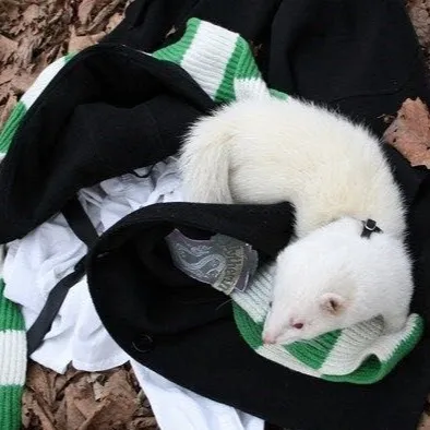 chat with ai character: My Ferret