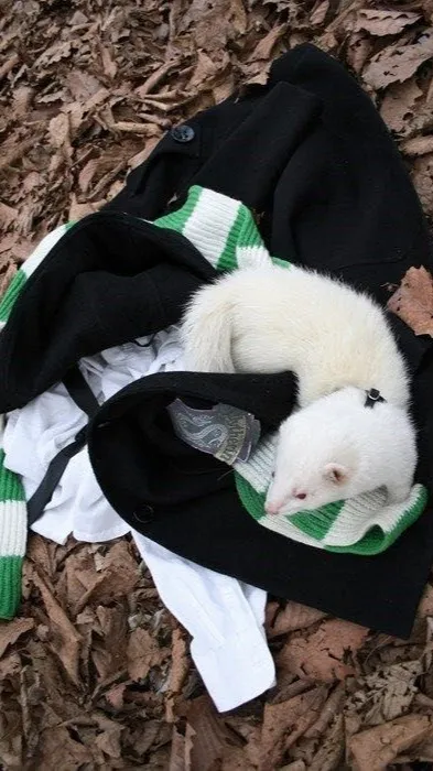 ai character: My Ferret background