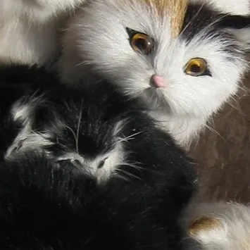 chat with ai character: Jjk Cutest Animal