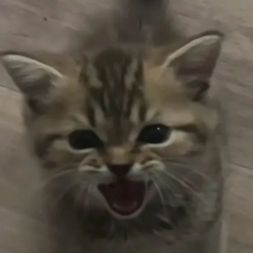 creator Talkior-NZAKPHFk's avatar