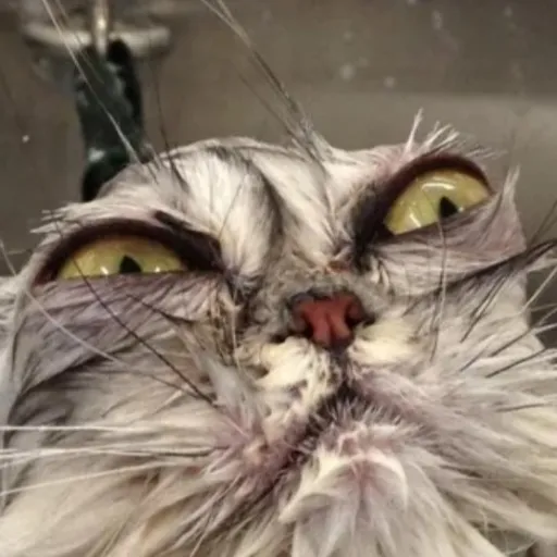 creator I WAS A BAD GIRL!!'s avatar