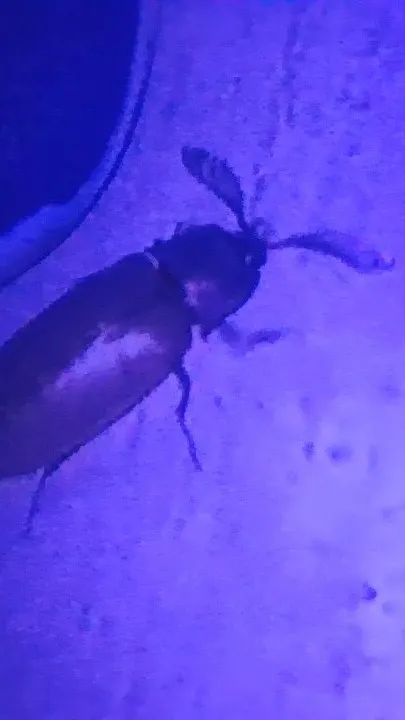 ai character: slay roach background