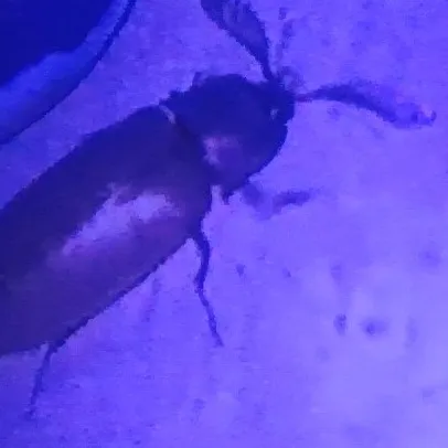 chat with ai character: slay roach