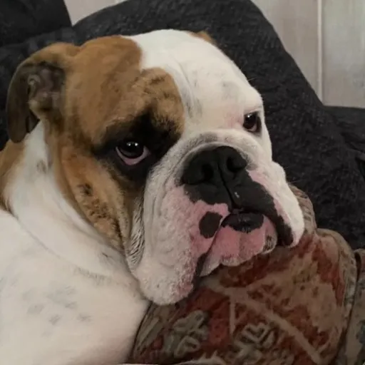 creator jude_the_dude's avatar