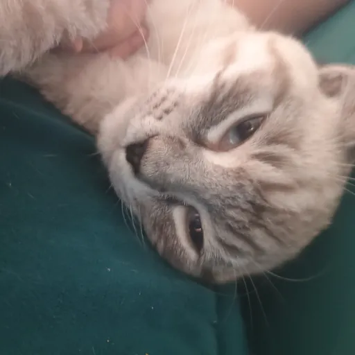 creator superkittyy's avatar