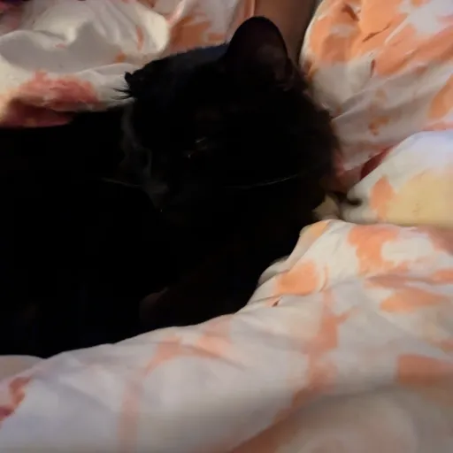 creator el the best's avatar