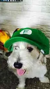 ai character: curlyfloo background