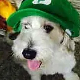 chat with ai character: curlyfloo