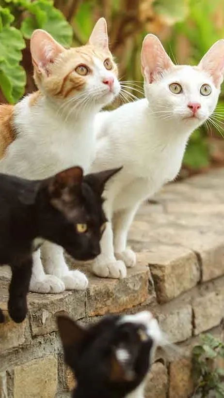 ai character: stray cats background