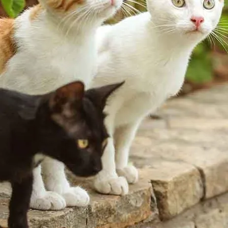 chat with ai character: stray cats