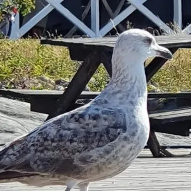 creator Elisabeth✌️🌸🍓🍇🫐🍍🍓🍍's avatar