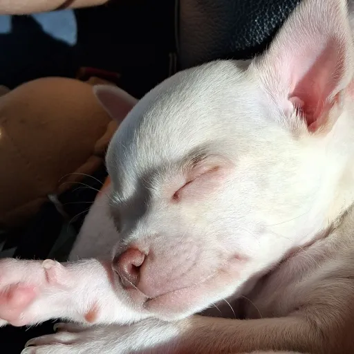 creator COLT UR HOMIE's avatar