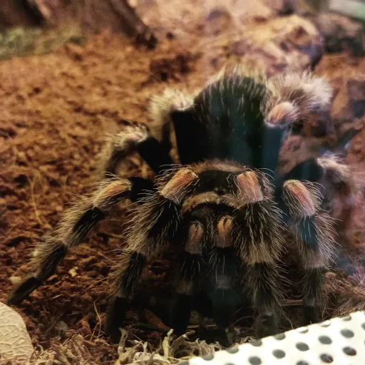 creator WK_ZZ_NK_IS's avatar