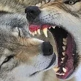 chat with ai character: blood tail