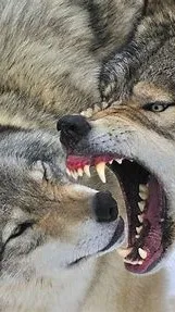 ai character: blood tail background