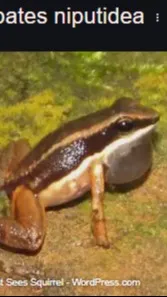 ai character: Ranita🐸 background