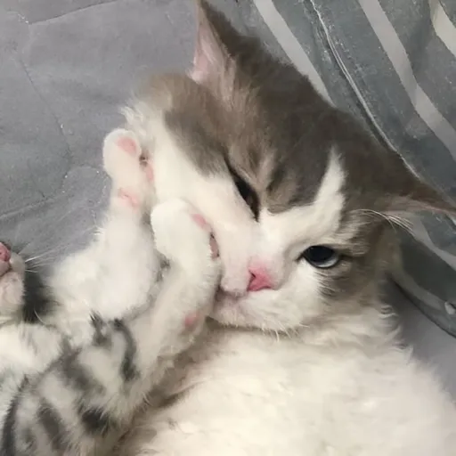 creator Skitsuna's avatar