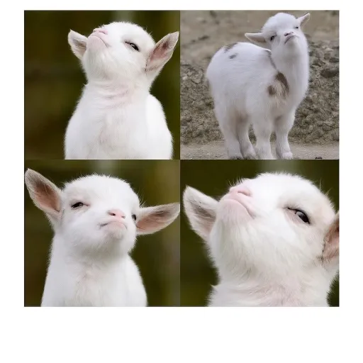 creator Crowski's avatar