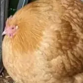 creator Talkior-hQV4uhT2's avatar