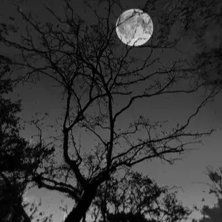 chat with ai character: wolf pack WW