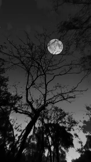 ai character: wolf pack WW background