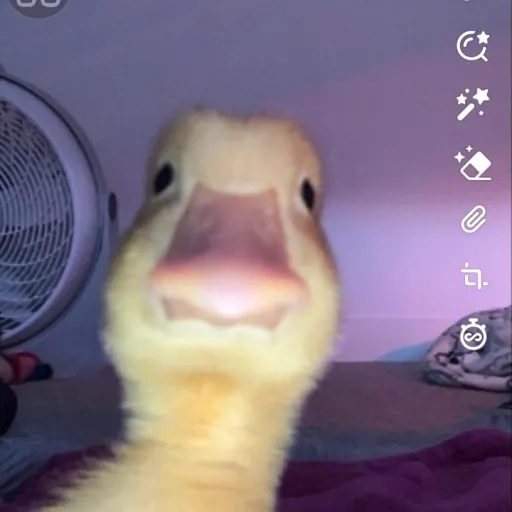 creator pingola seca's avatar