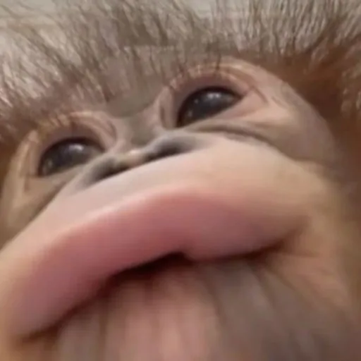 creator Majosss_'s avatar