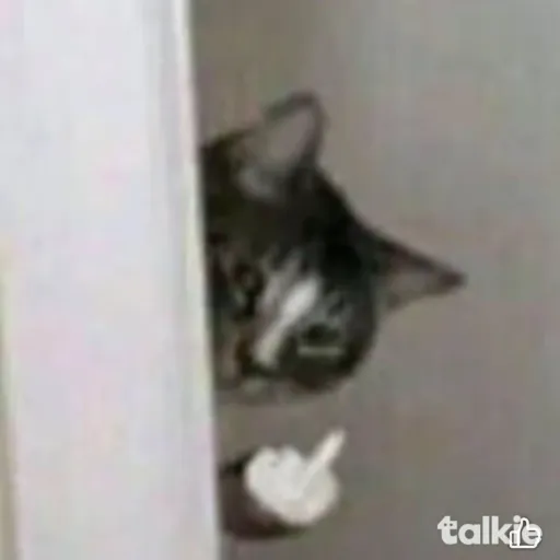 creator Talkior-U2bypPQz's avatar