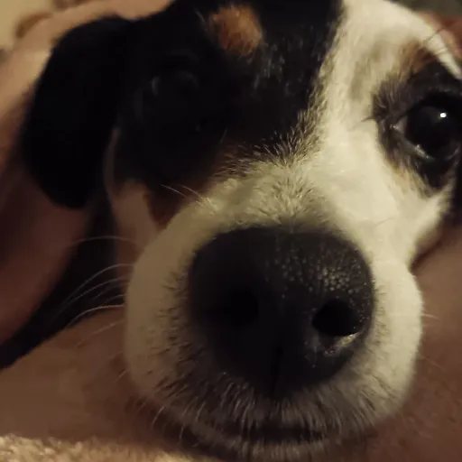 creator Avery-Ann's avatar