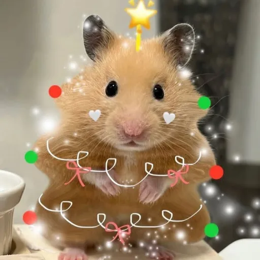 creator 💞say 💖's avatar