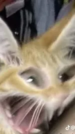 ai character: lando [a cat] background