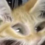 chat with ai character: lando [a cat]