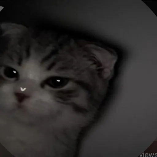 creator Siren Mister's avatar