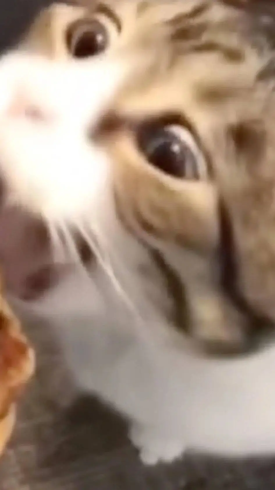 ai character: Cheeze burger cat background