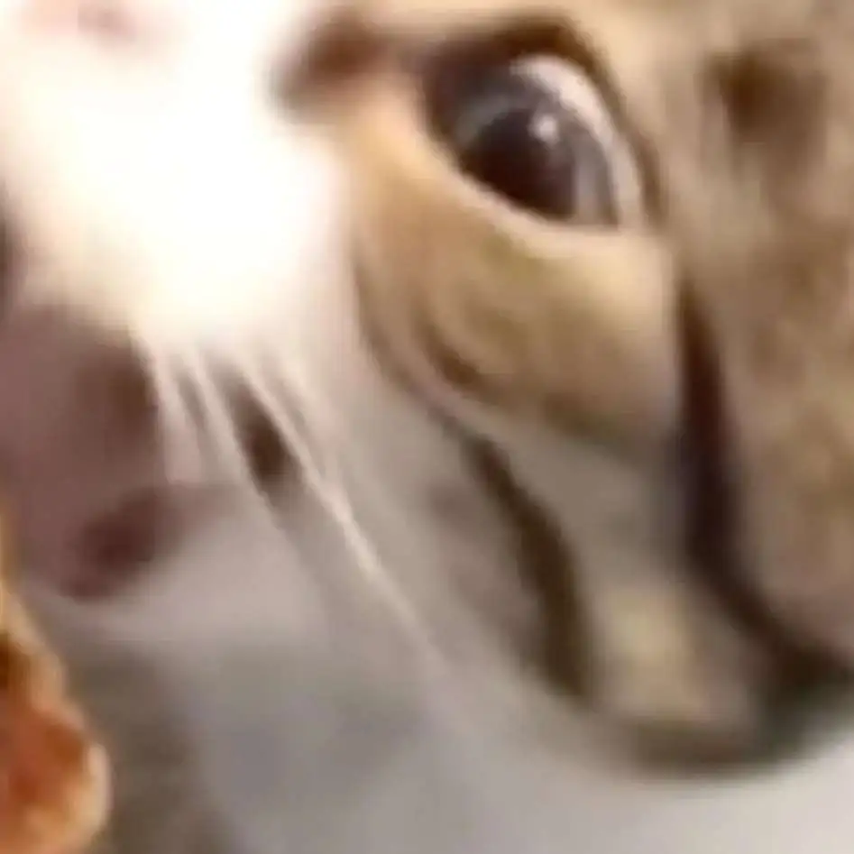 chat with ai character: Cheeze burger cat