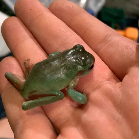 creator #1 Frog lover's avatar