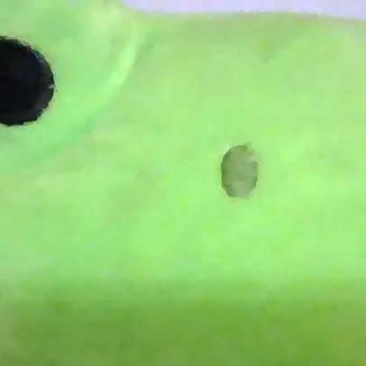 chat with ai character: froog the plushie3