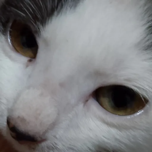 creator ??Eunoia???'s avatar