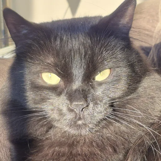 creator elli_valska's avatar