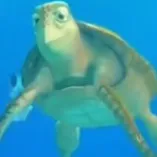 chat with ai character: Talking Turtle USA