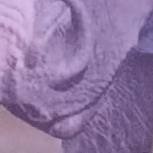 creator sophie is goat's avatar