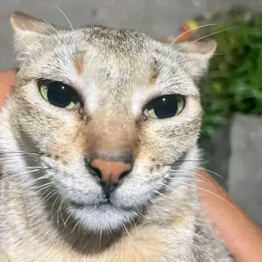 creator 𝘗𝘈𝘉𝘓𝘖 is here's avatar