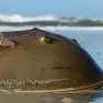 chat with ai character: Horseshoe crab