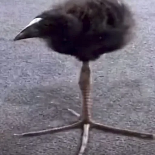 creator Talkior-302gZlBG's avatar