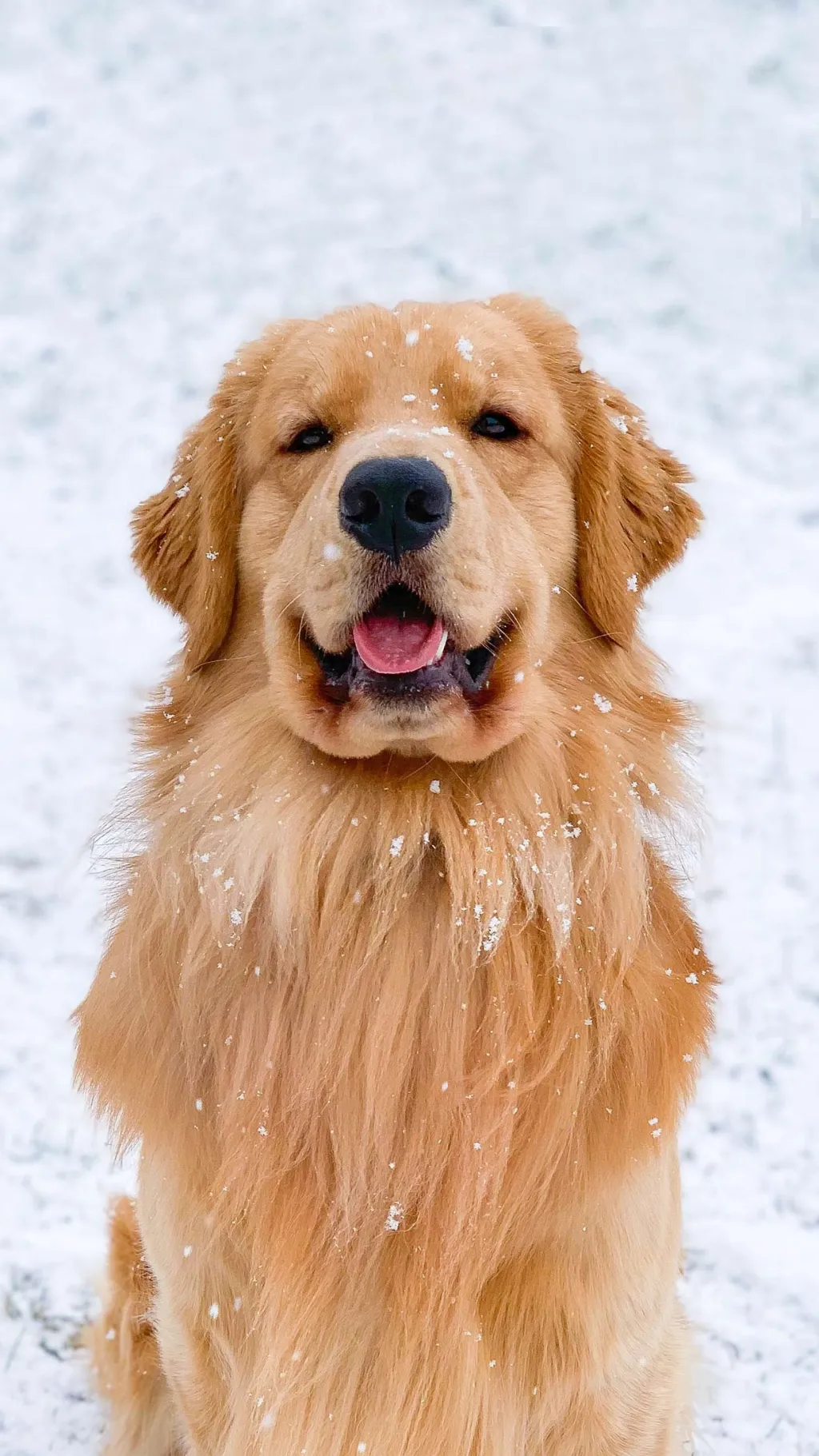 ai character: Tucker Budzyn background