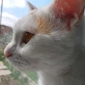 creator Lightning_Boltz's avatar